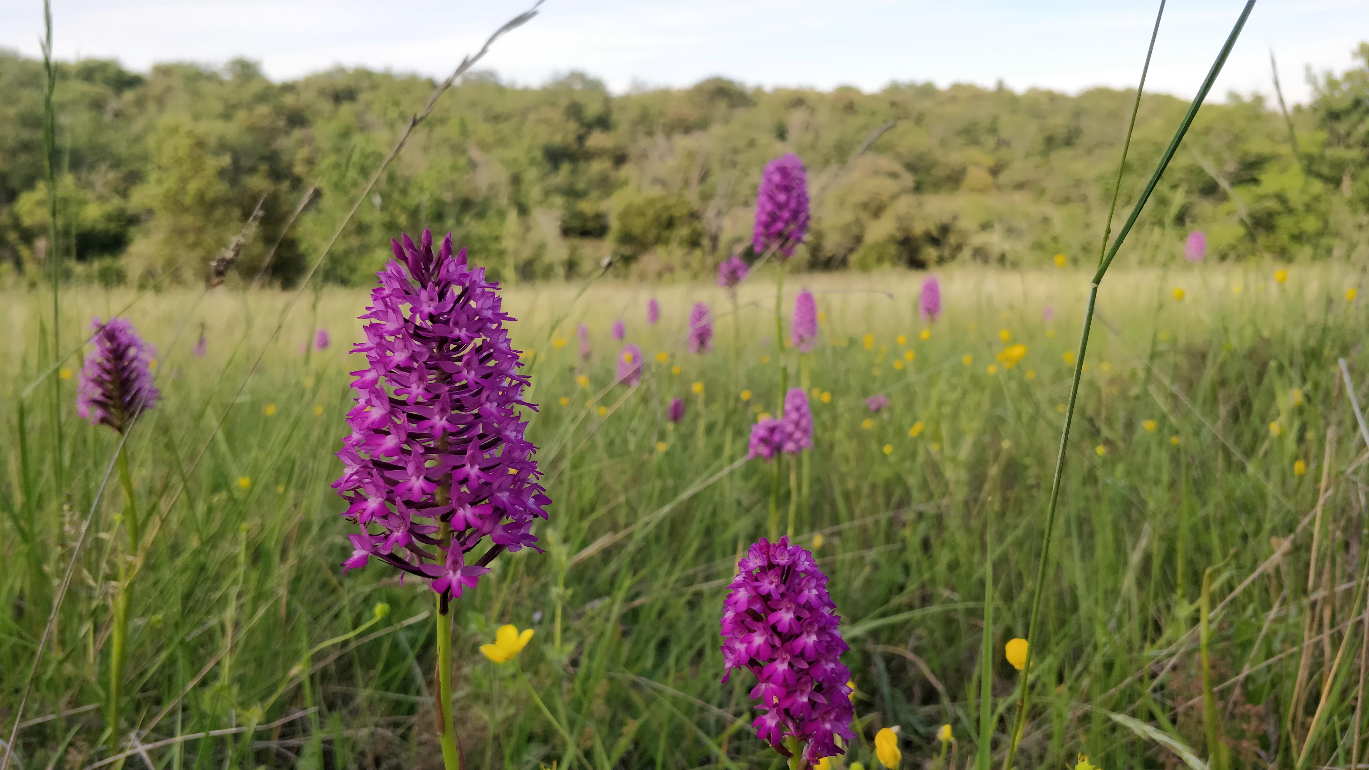 animations sur la biodiversité de Provence