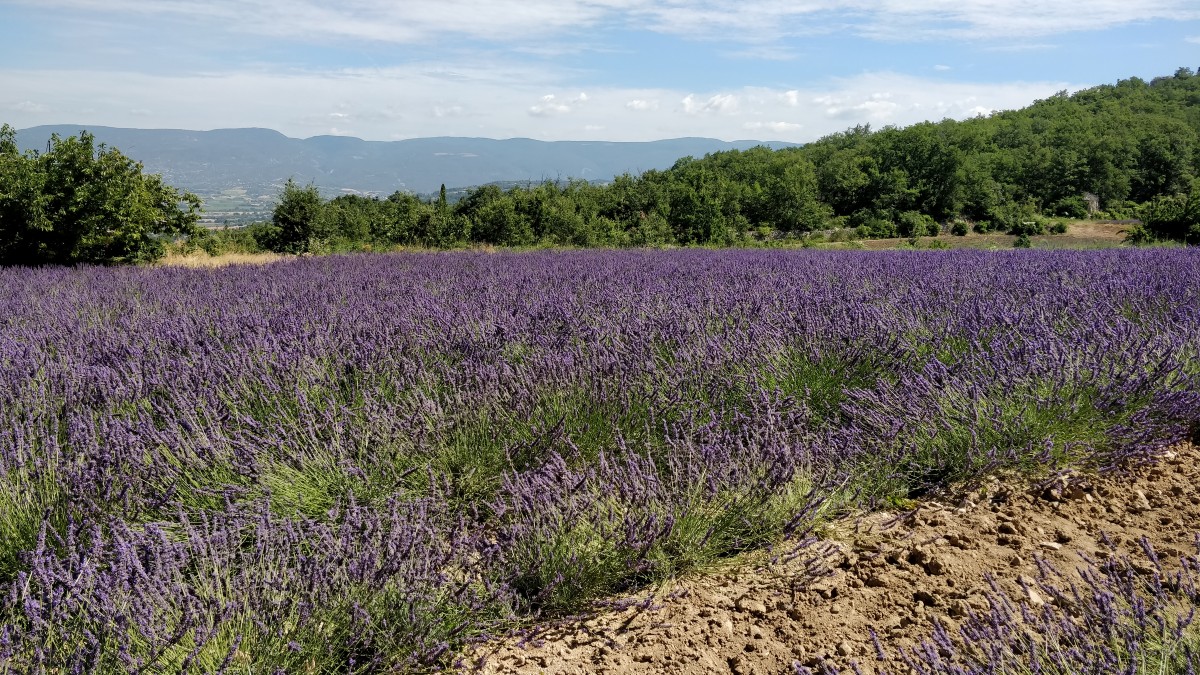 Lavender plateau in Provence